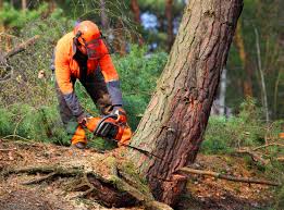 Best Utility Line Clearance  in Dover, FL